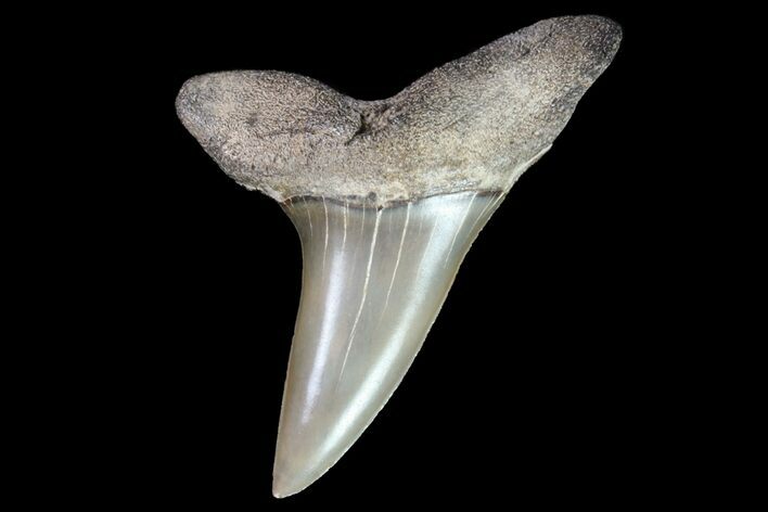 Fossil Shortfin Mako Shark Tooth - Georgia #75282